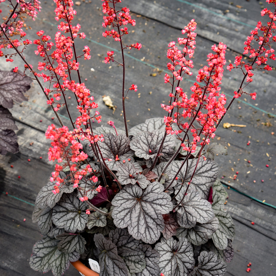 Heuchera 'Glazed and Infused' DOLCE® series - Coral Bells