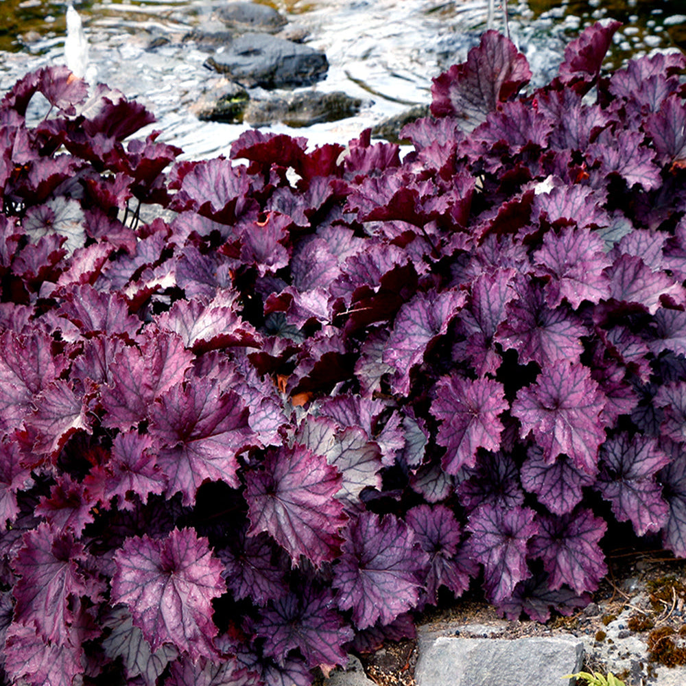 Purple Heuchera with deep burgundy-purple leaves growing along a rocky stream bank.