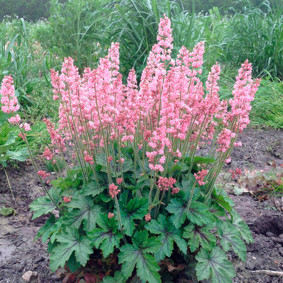 Heucherella Pink Revolution - Foamy Bells