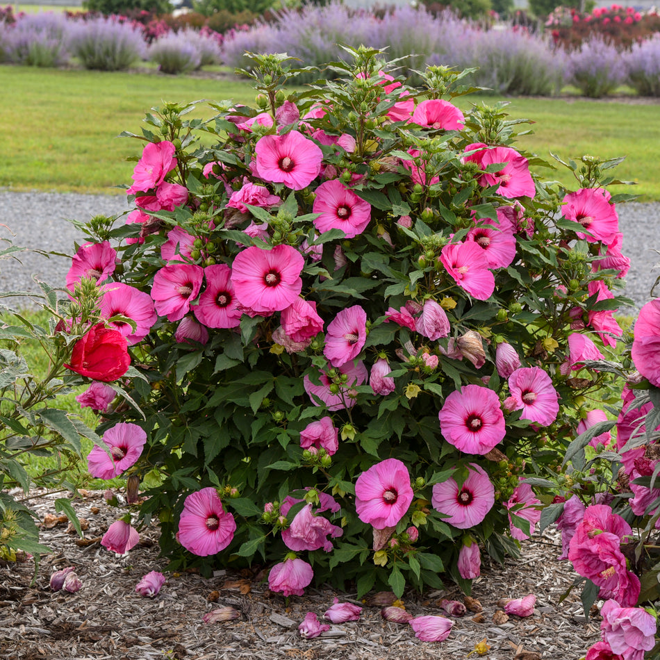 Hibiscus - Candy Crush