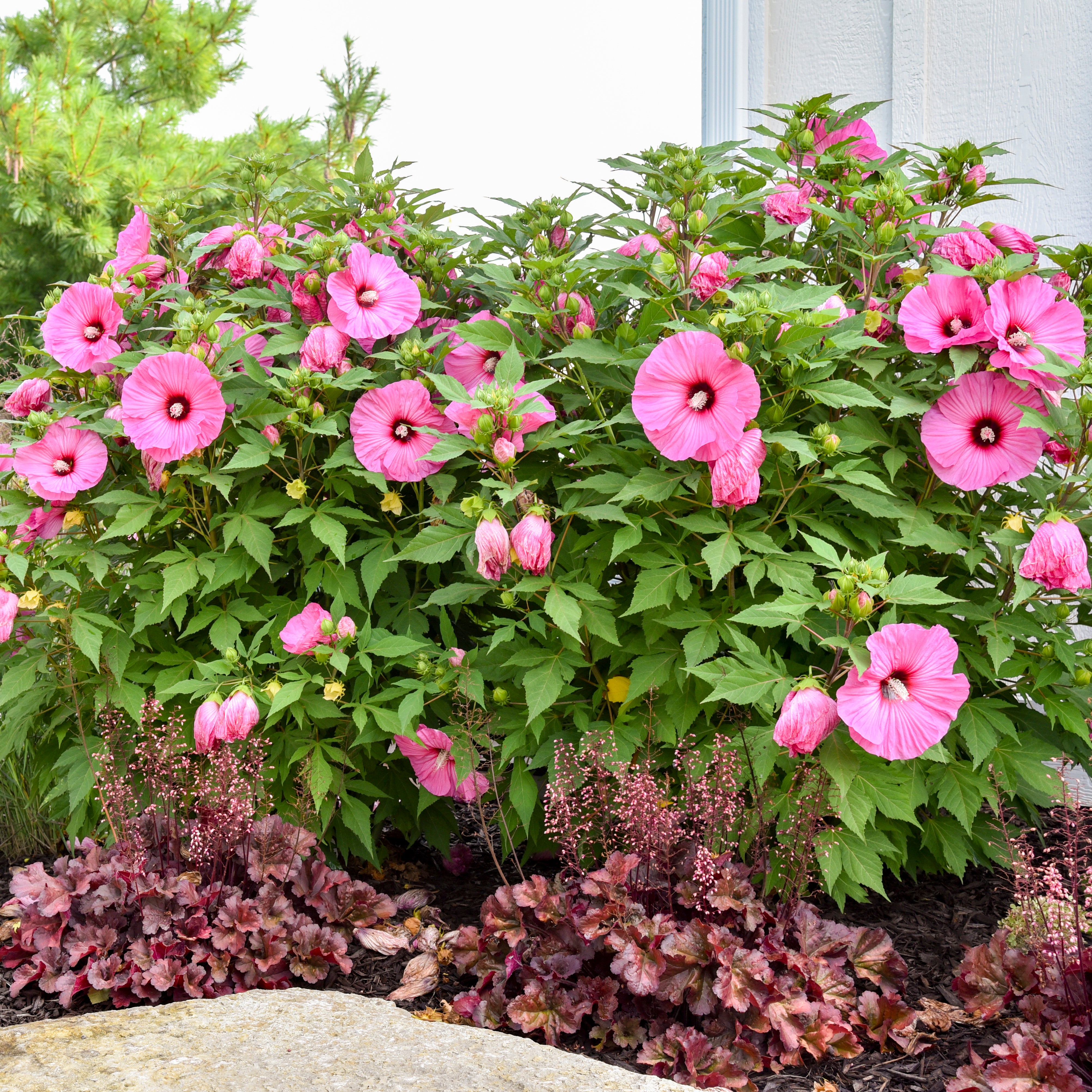 Hibiscus - Candy Crush – New Blooms Nursery