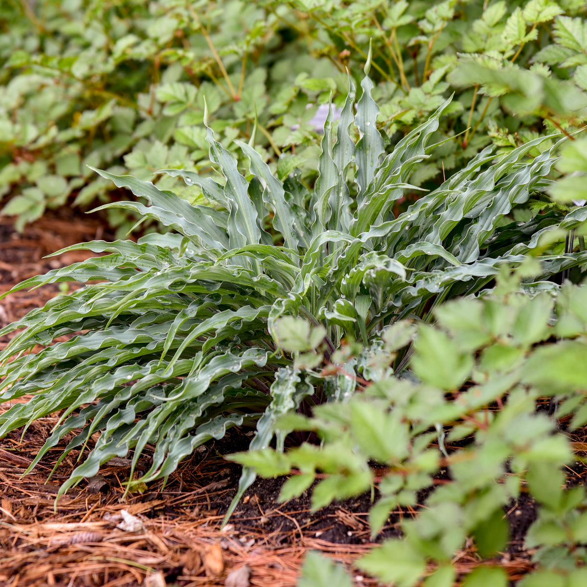 Silly String Hosta New Blooms Nursery Silly string hosta new blooms nursery