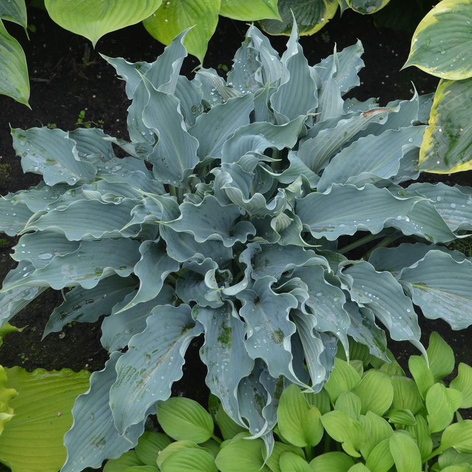 Waterslide Hosta - Shadowlands