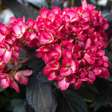 Eclipse® Bigleaf Hydrangea