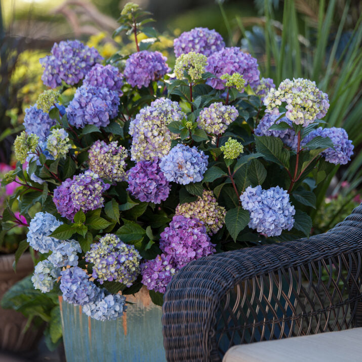 BloomStruck® Reblooming Hydrangea