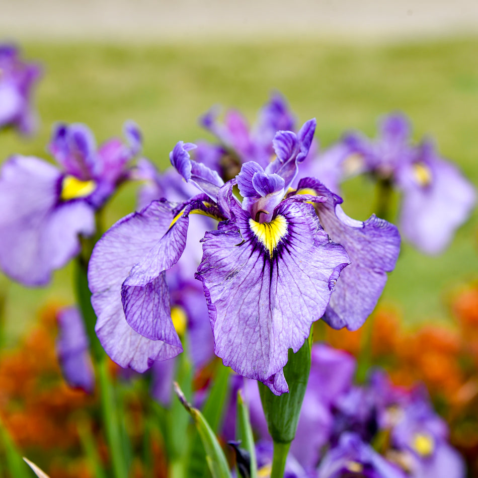 Iris pseudata Shiryukyo - Purple Dragon's Valley