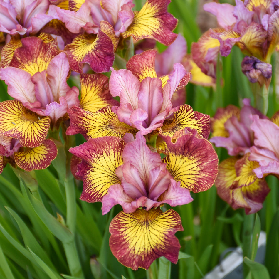Iris Sibirica 'Fiddles on Fire'- Siberian Iris
