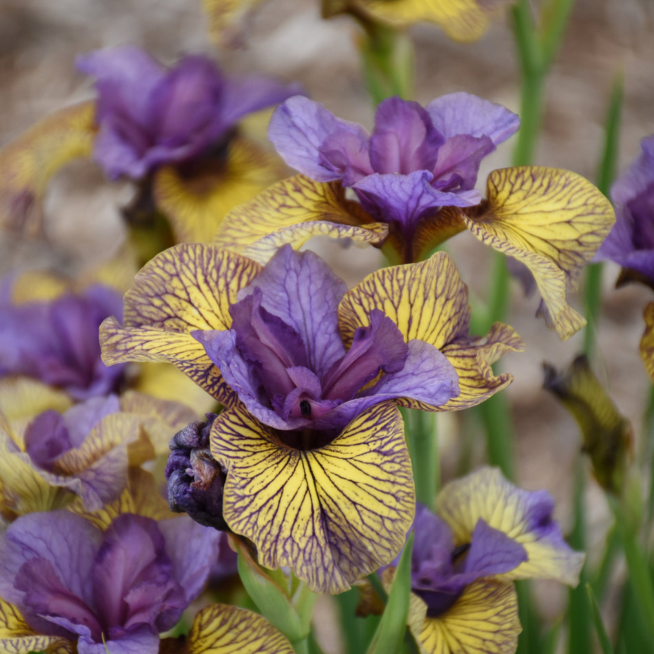 Iris Sibirica Purring Tiger - Siberian Iris