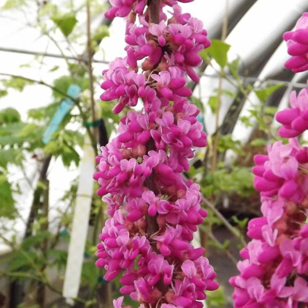 Kay's Early Hope Cercis chinensis – New Blooms Nursery