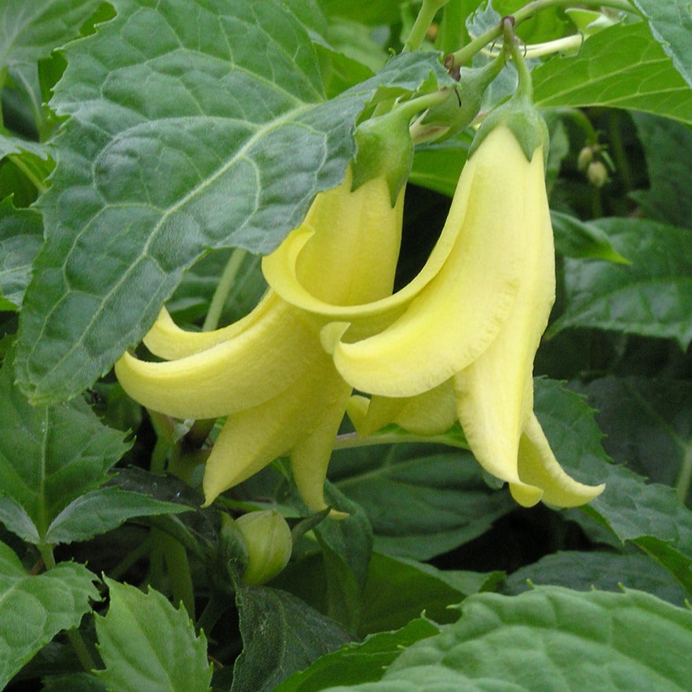 New Blooms Nursery Wax Bells