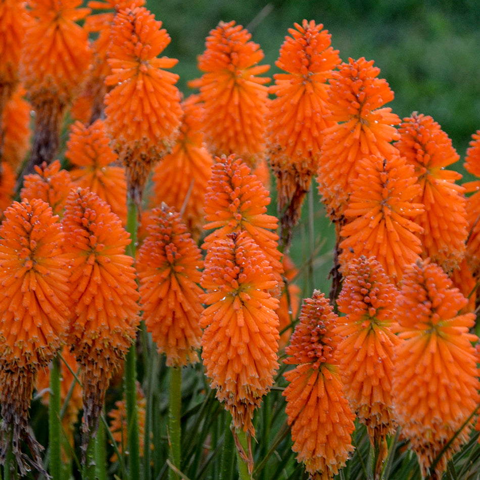 Kniphofia 'Orange Blaze' - Red Hot Poker