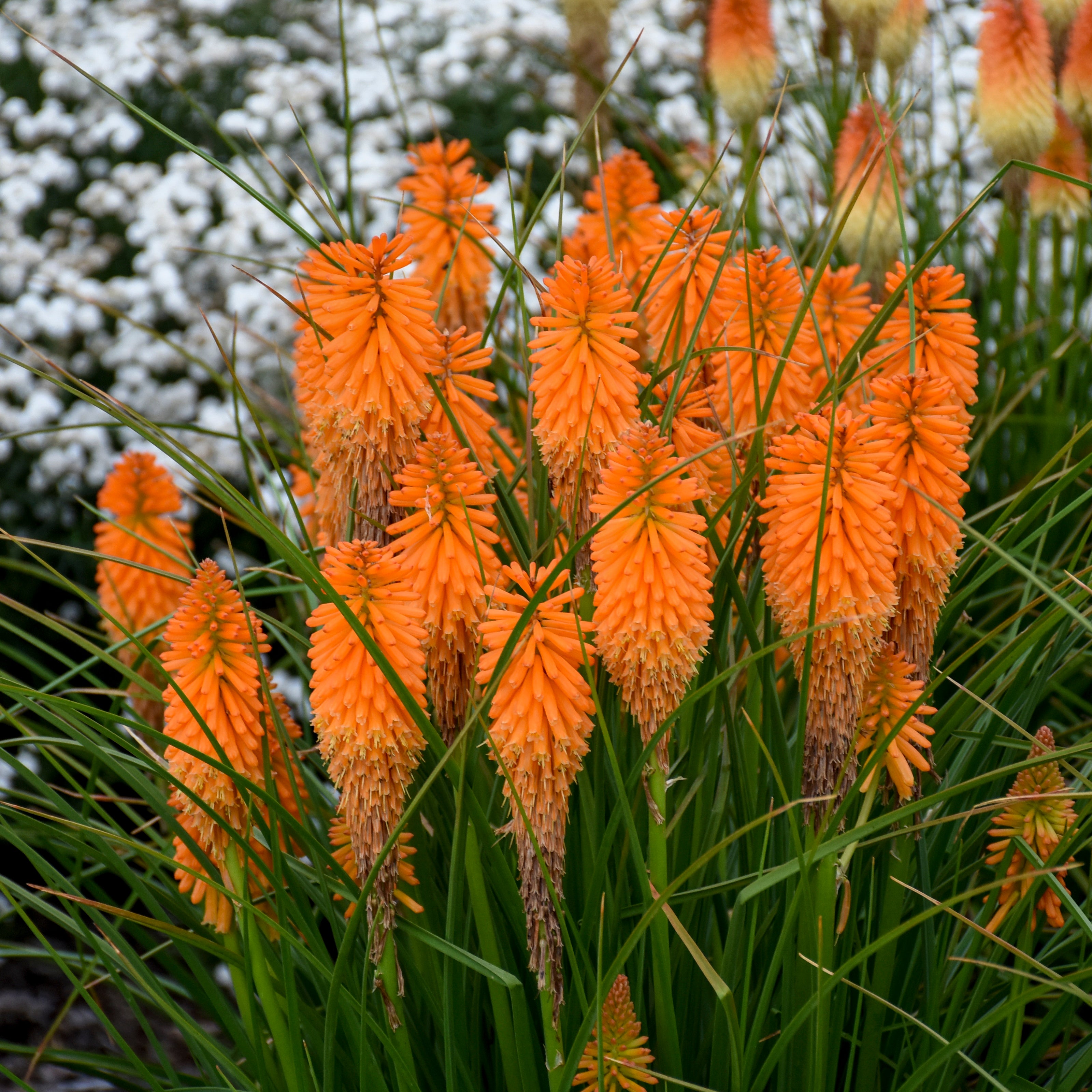 Kniphofia 'Orange Blaze' - Red Hot Poker – New Blooms Nursery