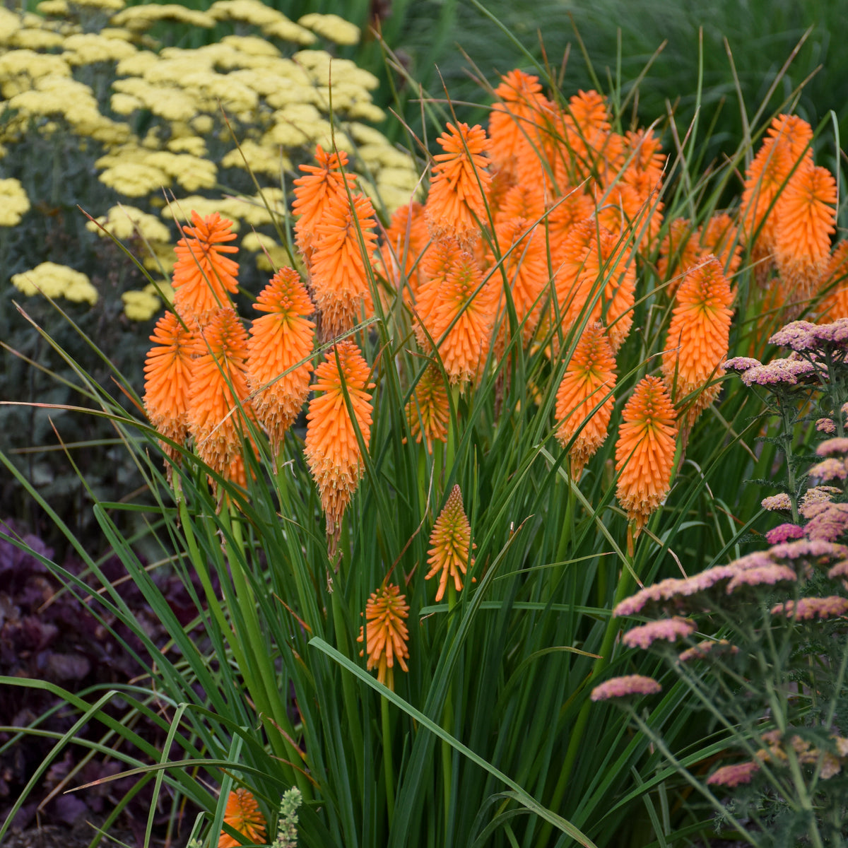 Pomer Tree Kniphofia 'Orange Blaze' - Red Hot Poker – New Blooms Nursery