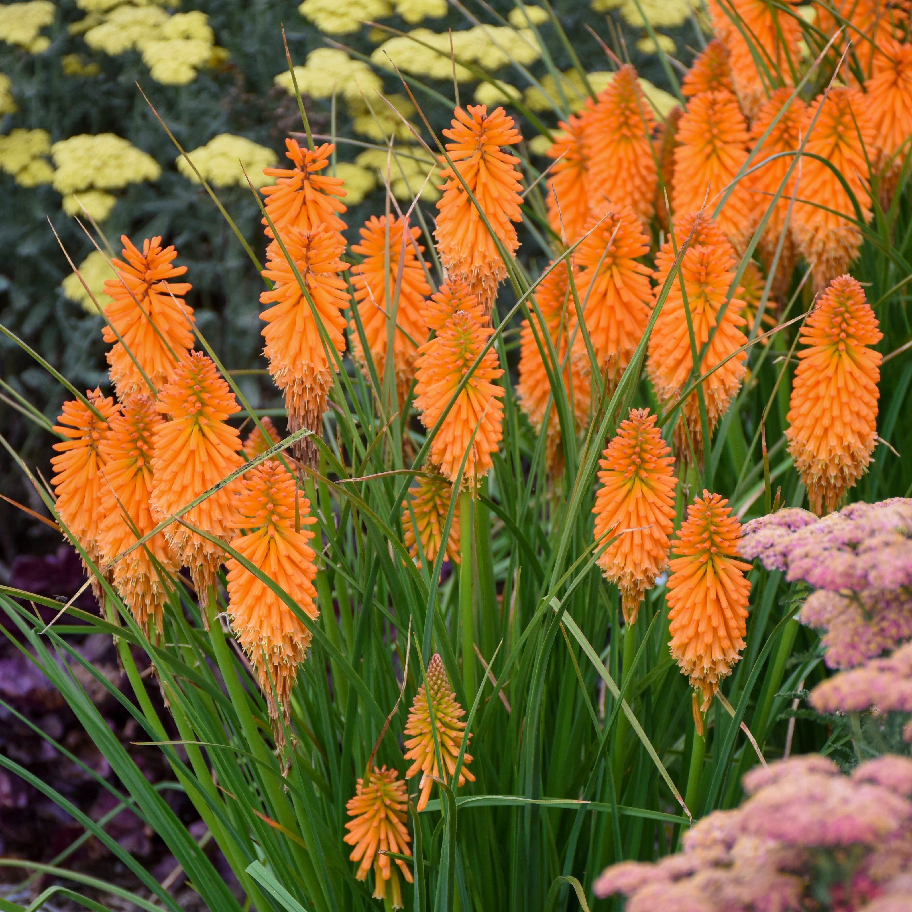 Kniphofia 'Orange Blaze' - Red Hot Poker – New Blooms Nursery