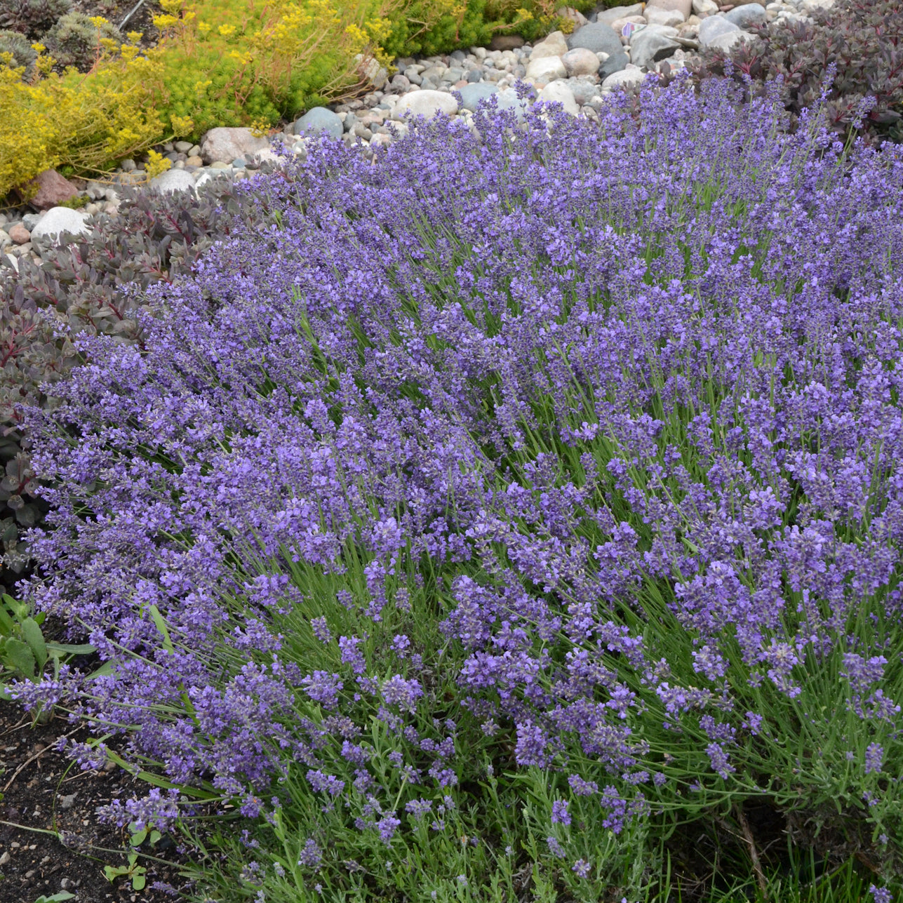 english lavender plants near me English Lavender 'Essence Purple' – New Blooms Nursery