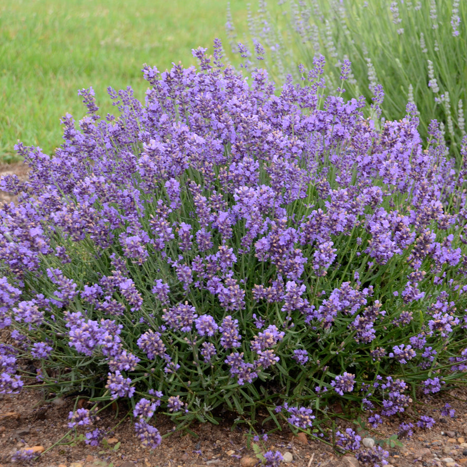 English Lavender 'Essence Purple'