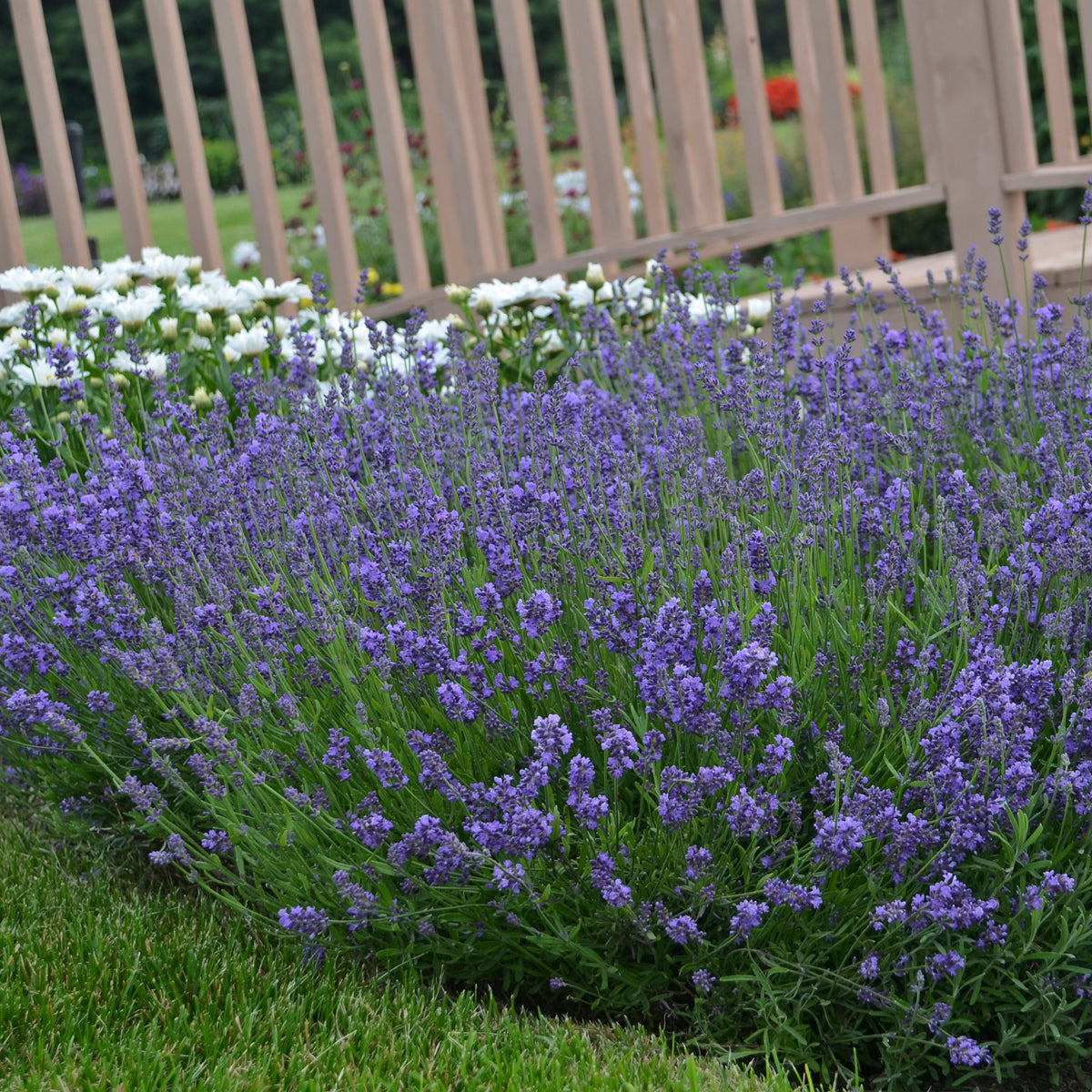 where to find lavender plants near me English Lavender 'Essence Purple' – New Blooms Nursery