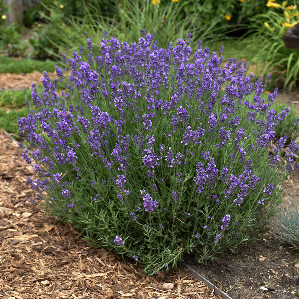 English Lavender 'Hidcote'