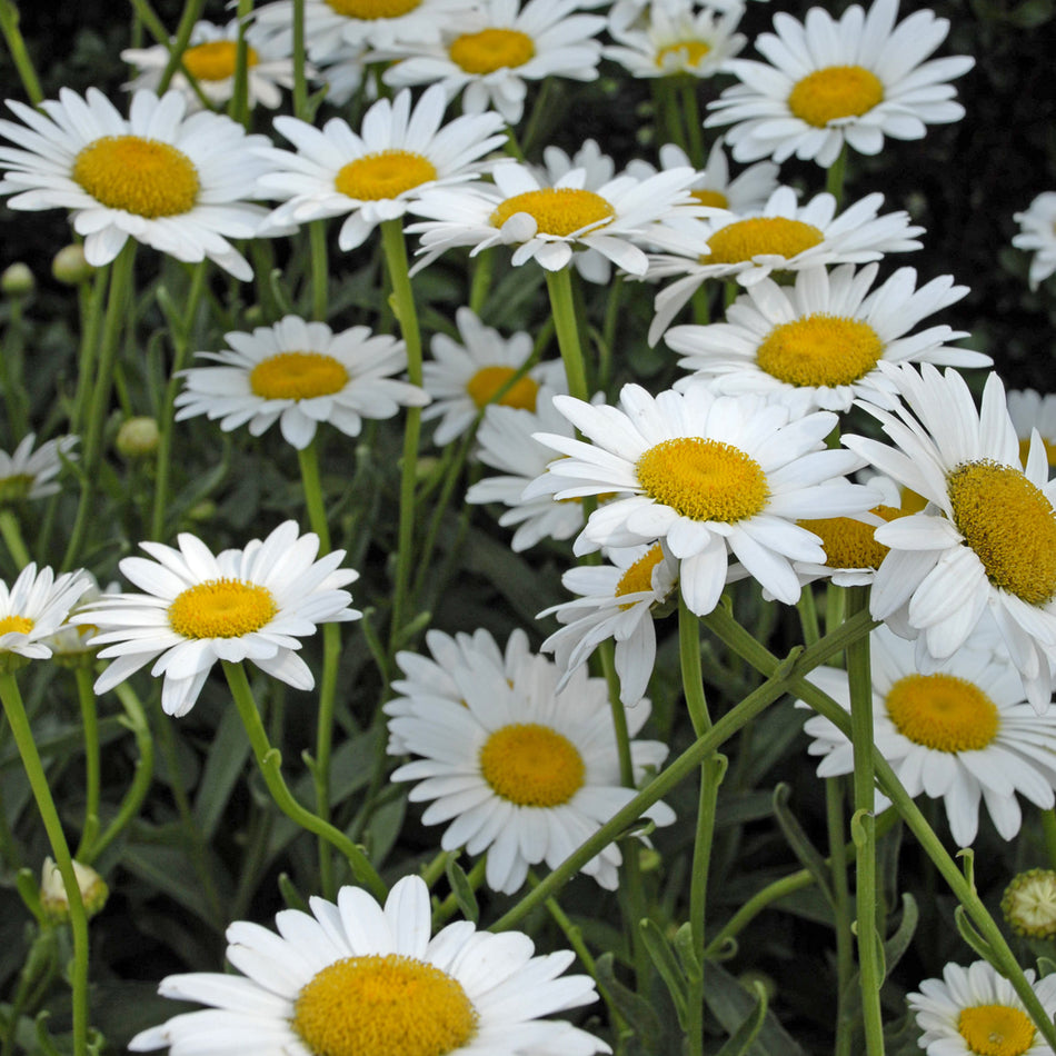 Leucanthemum superbum 'Becky' - Shasta Daisy