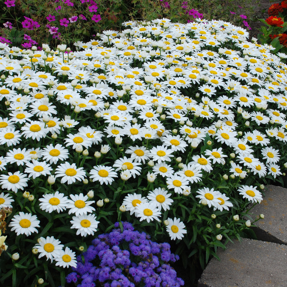 Leucanthemum Snowcap - Shasta Daisy