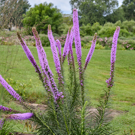 Purple flowering liatris in a garden setting with green grass and trees in the background