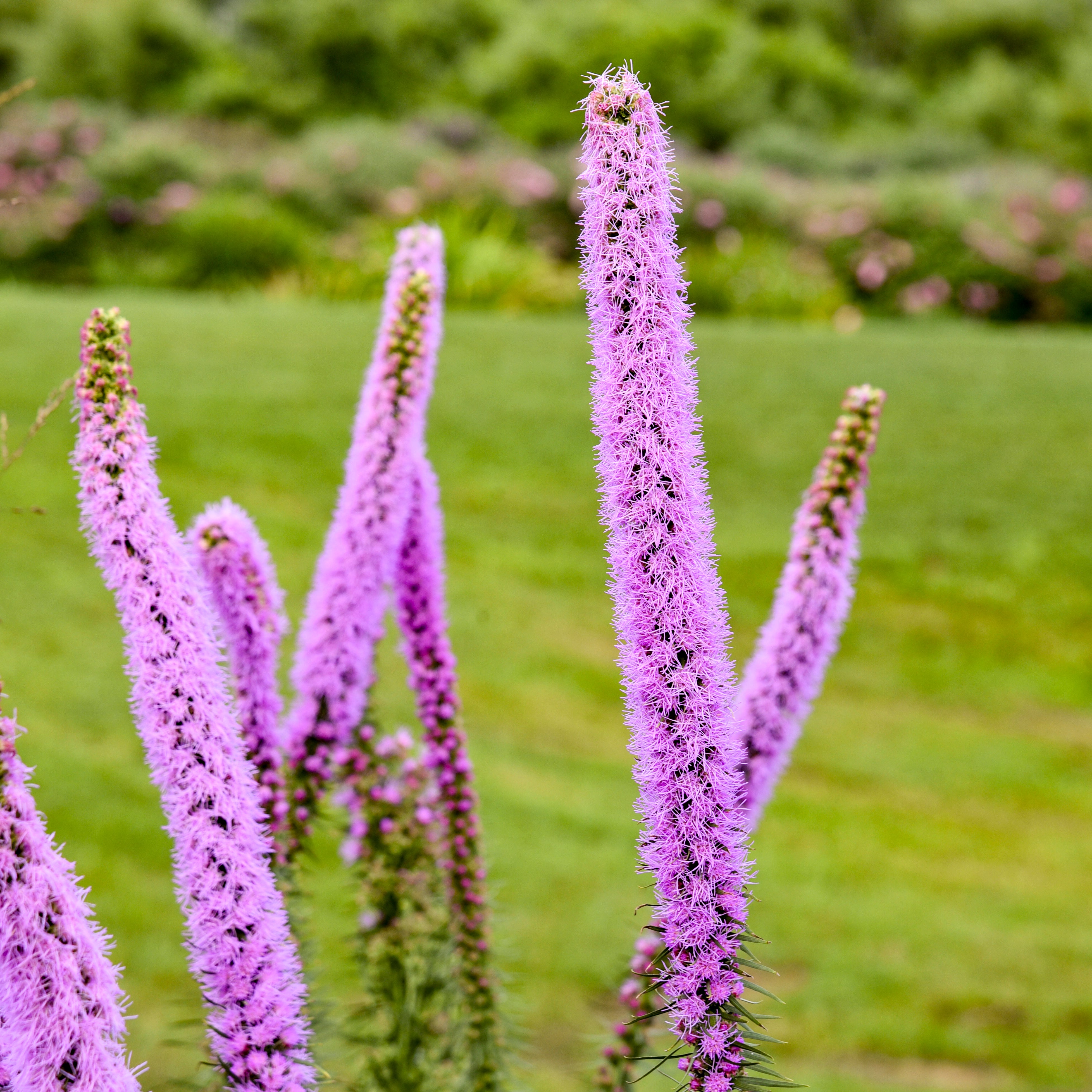 Liatris 'Lavender Glowsticks' – New Blooms Nursery