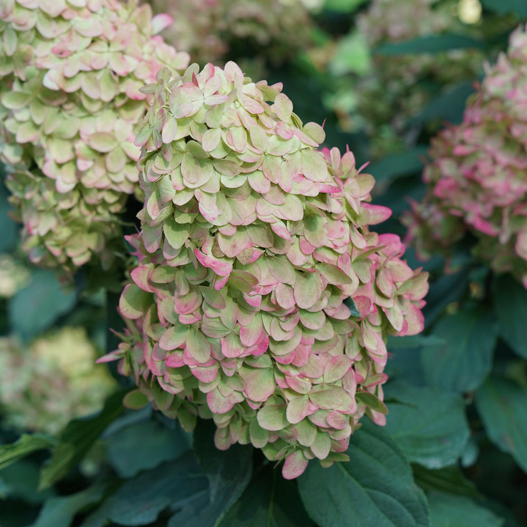 Limelight Prime Cluster of green and pink flowers with leaves in the background