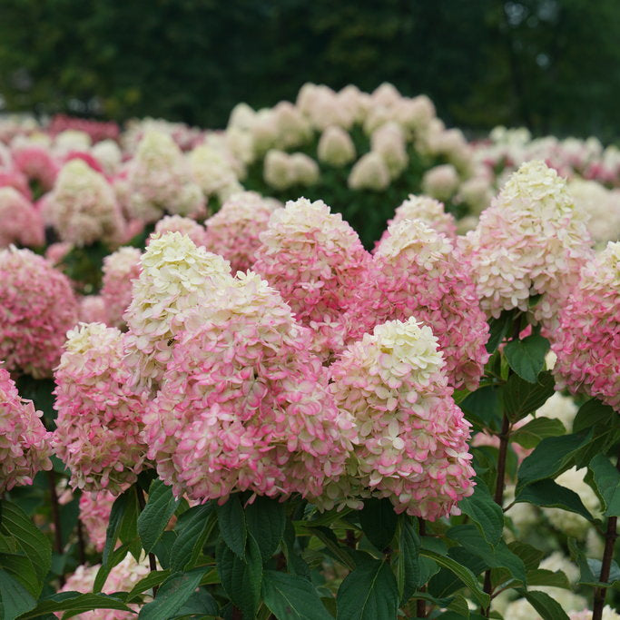 Limelight Prime Pink and white flowers in a garden setting with blurred background