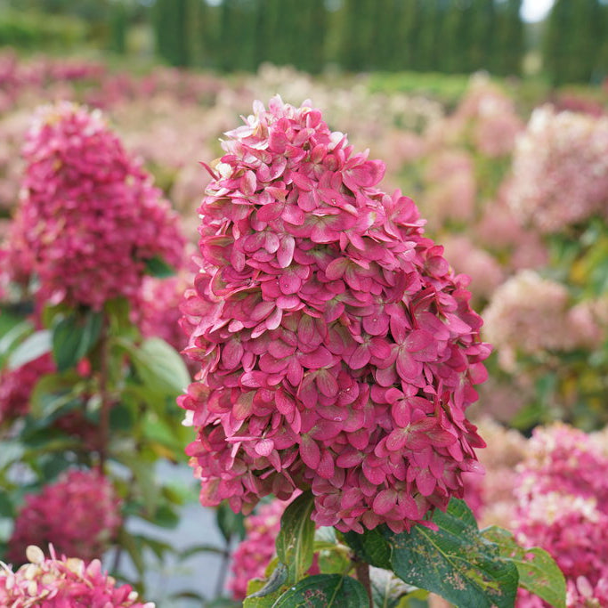 Limelight Prime Pink hydrangea flowers in a field with greenery