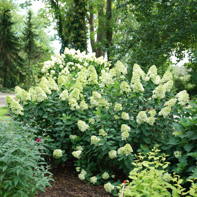 Limelight Prime Bush with white flowers in a garden setting with trees and a house in the background
