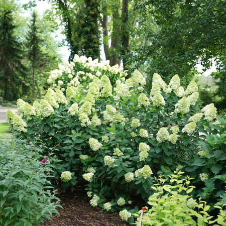Limelight Prime Bush with white flowers in a garden setting with trees and a house in the background