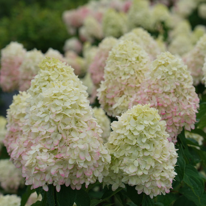 Limelight Prime Cluster of light pink and green flowers with green leaves in the background