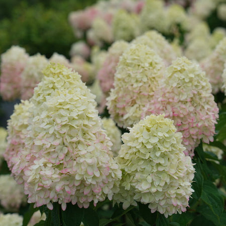 Limelight Prime Cluster of light pink and green flowers with green leaves in the background
