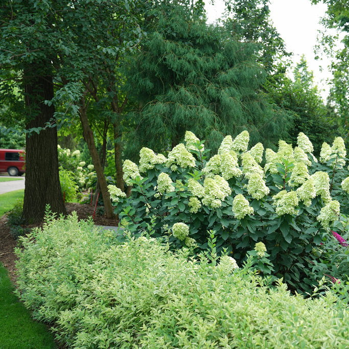 Limelight Prime Hydrangea in a garden