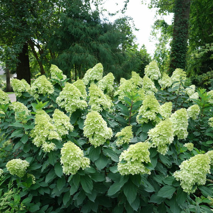 Limelight Prime blooming