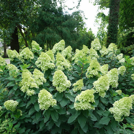 Limelight Prime blooming