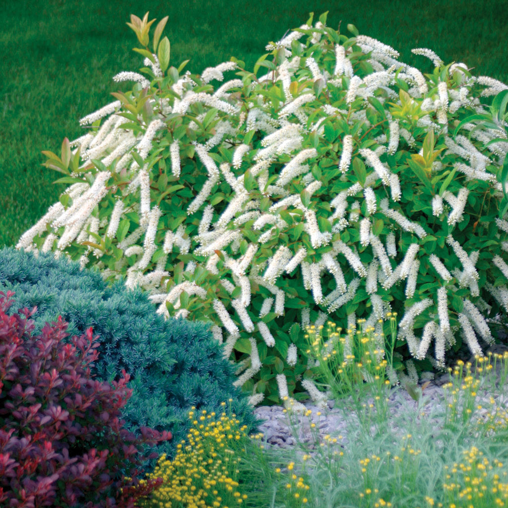 Little Henry shrub blooming in a landscape setting