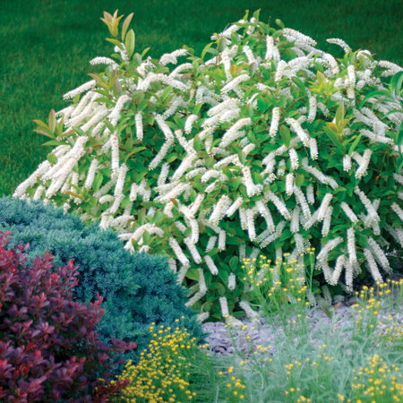 Little Henry shrub blooming in a landscape setting