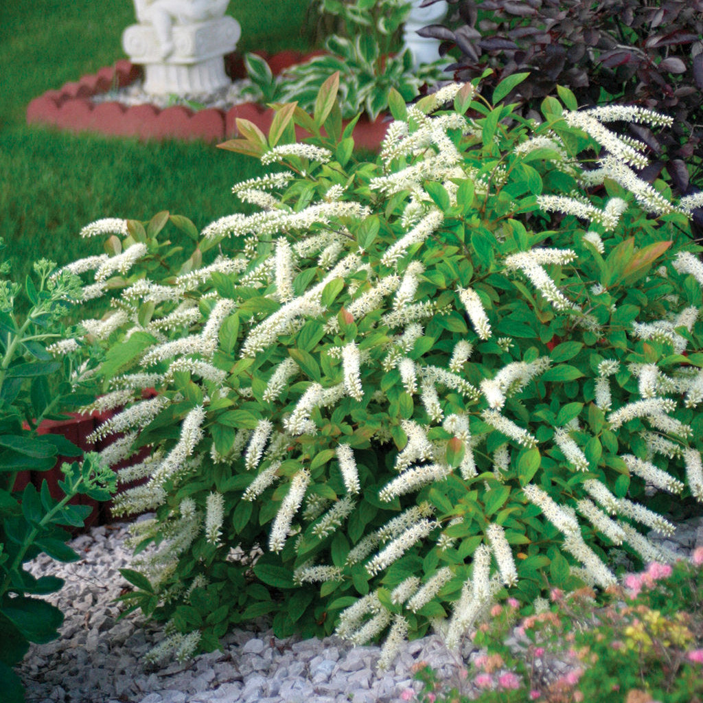 Little Henry shrub blooming in a garden