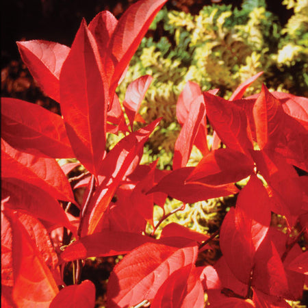 Little Henry fall foliage
