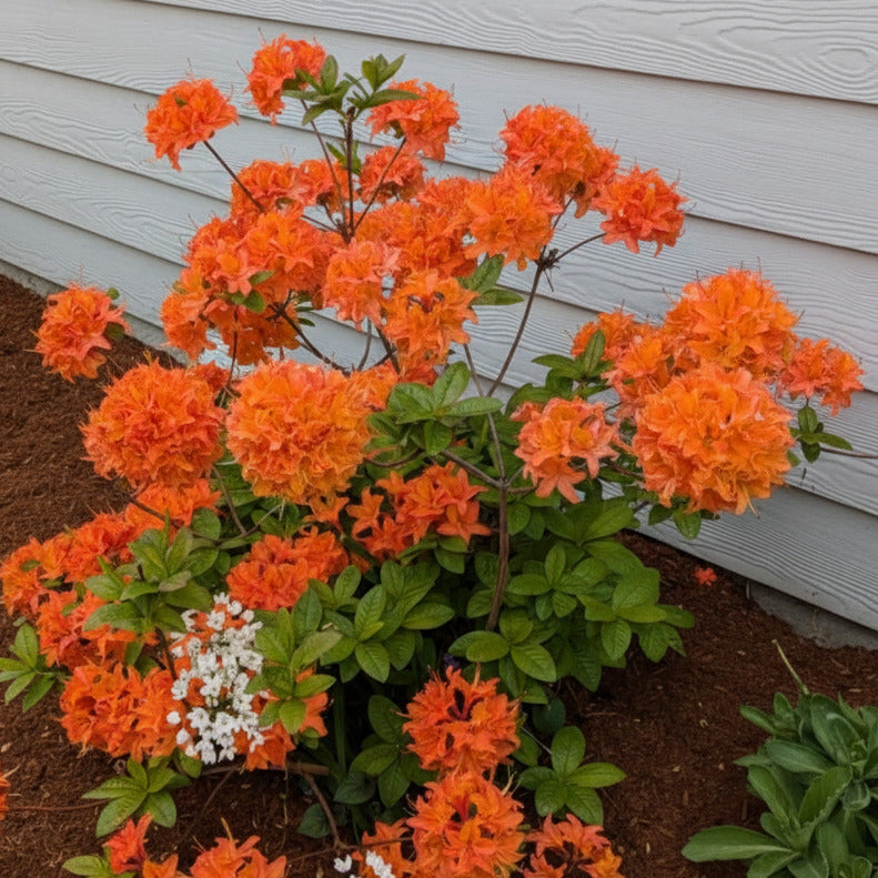 Exbury Mandarin Lights Azalea – New Blooms Nursery
