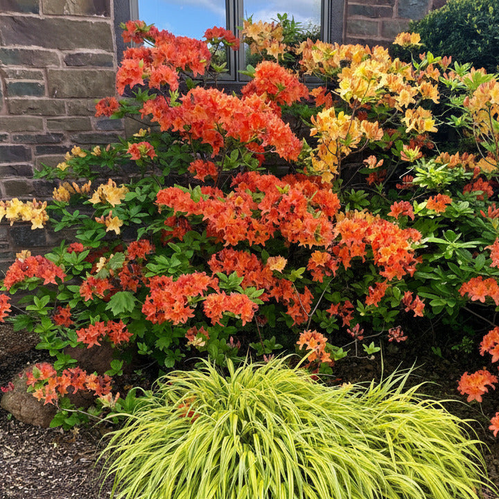 Exbury Mandarin Lights Azalea – New Blooms Nursery