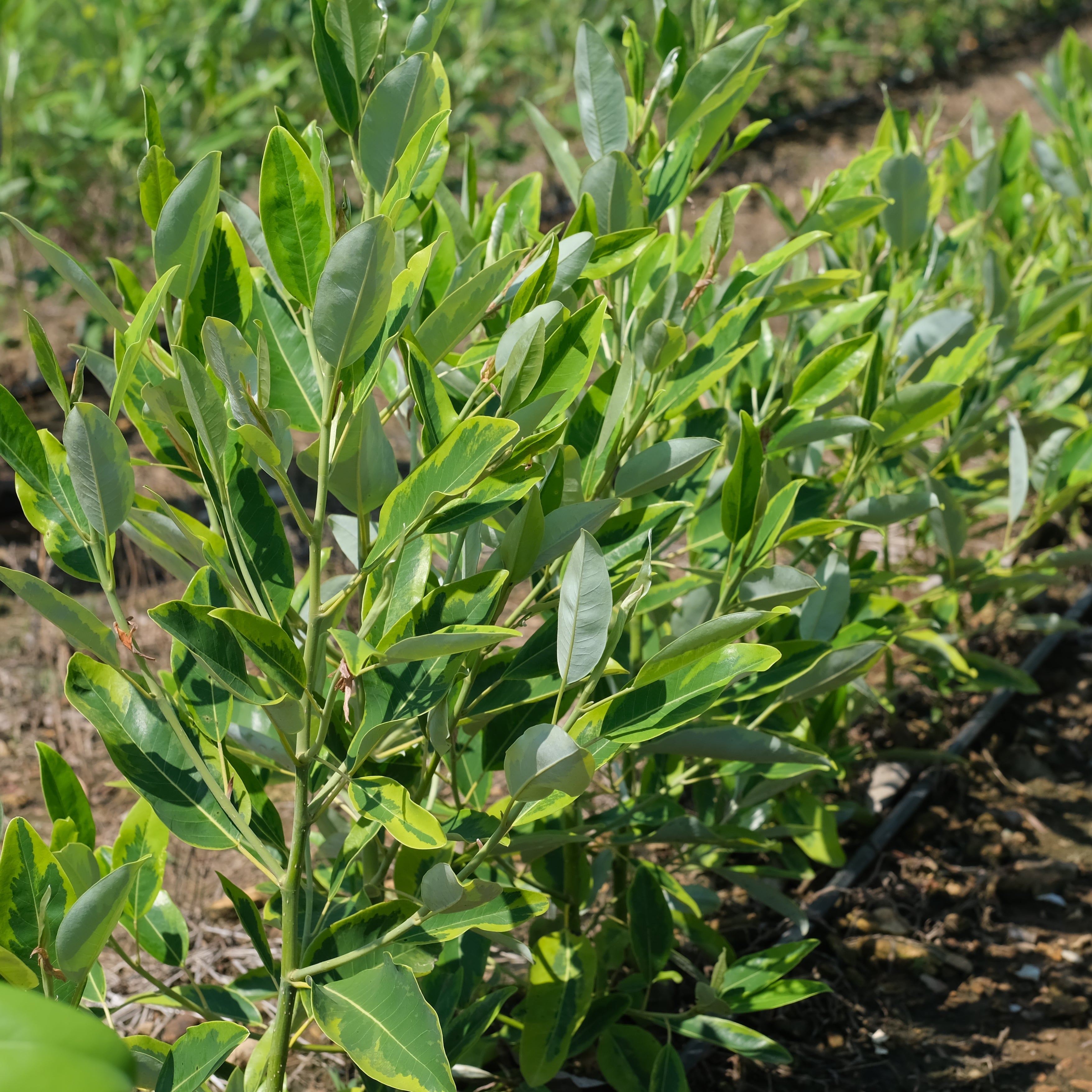 Sweetbay Magnolia 'Mardi Gras' Variegated – New Blooms Nursery