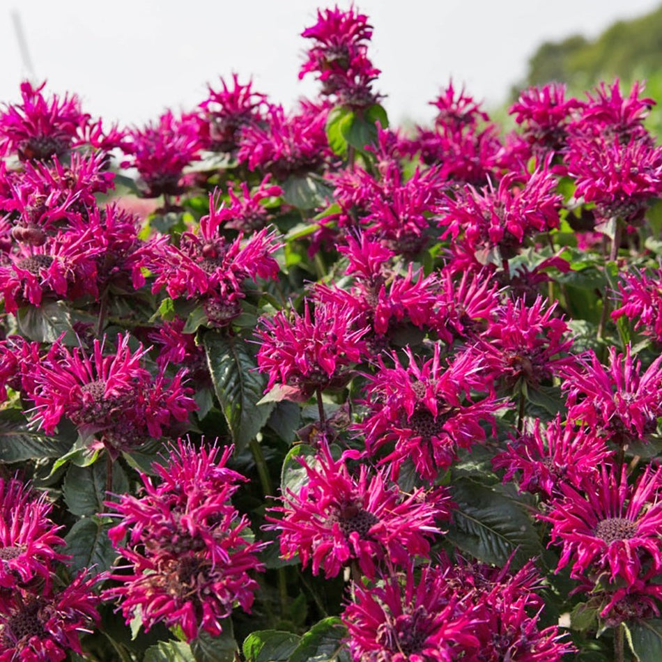 Monarda Bee-True - Bee Balm