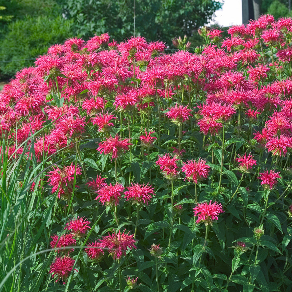 Monarda didyma 'Coral Reef'