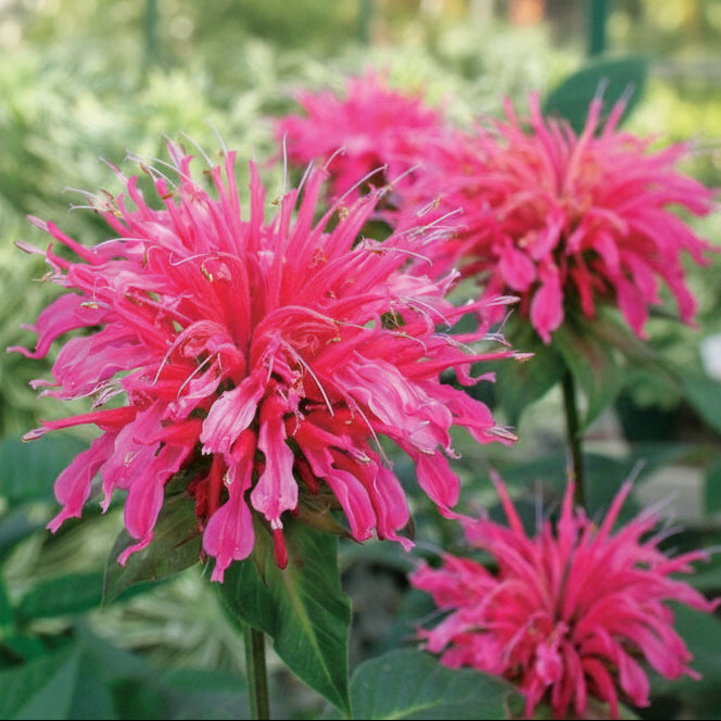 Close-up of a vibrant pink bee balm flower with green leaves.