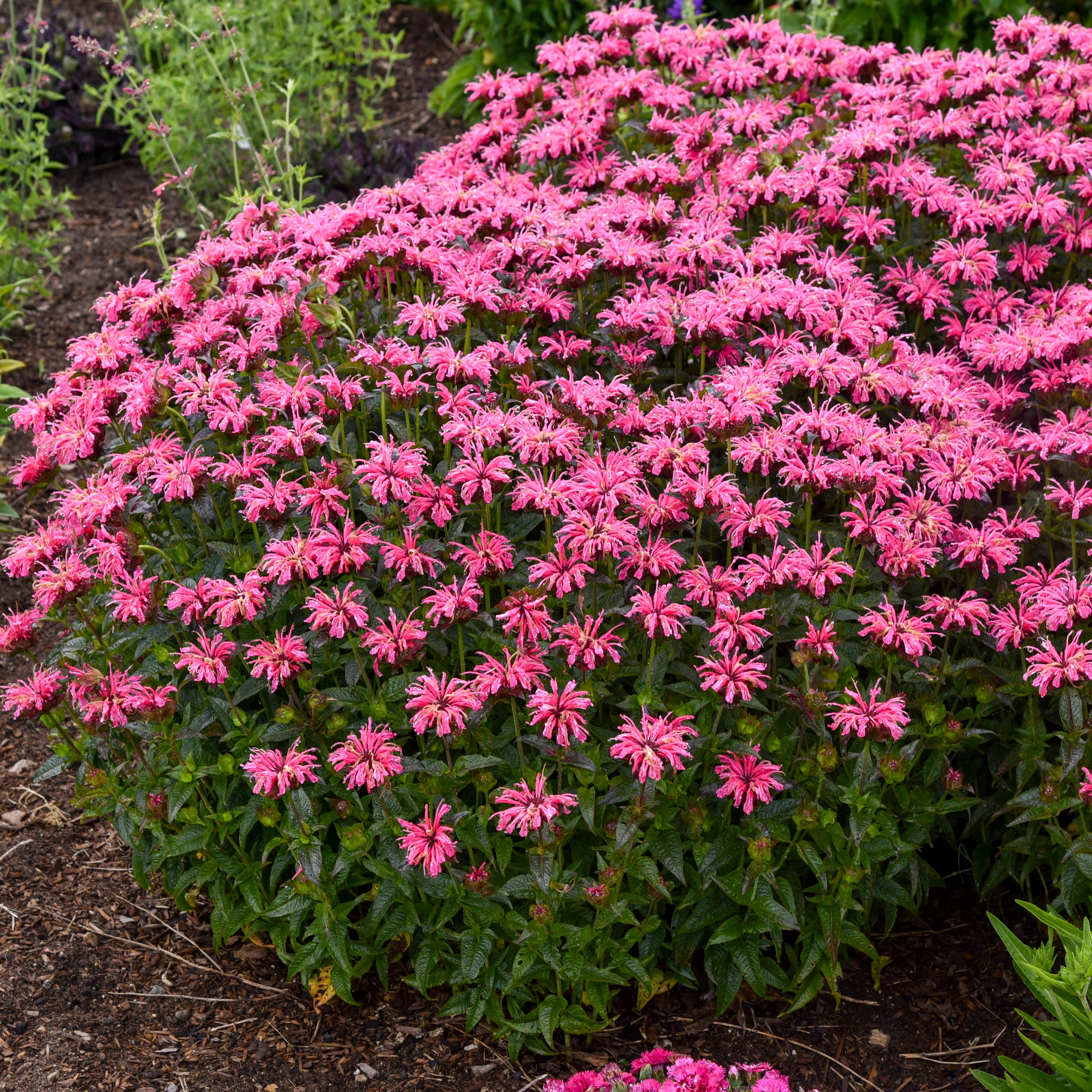 Monarda_PinkChenille_PPAFCPBRA