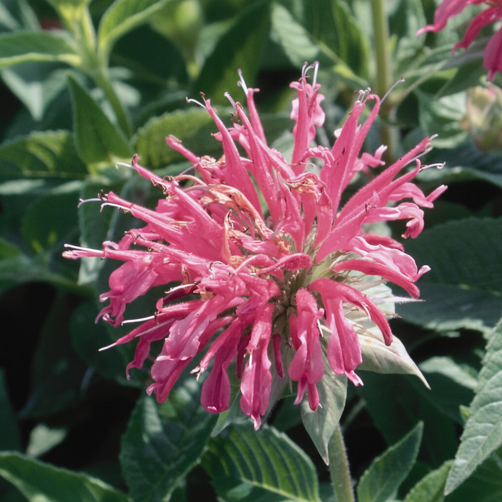 Pink bee balm flower with green leaves in the background