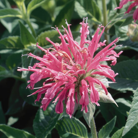 Pink bee balm flower with green leaves in the background