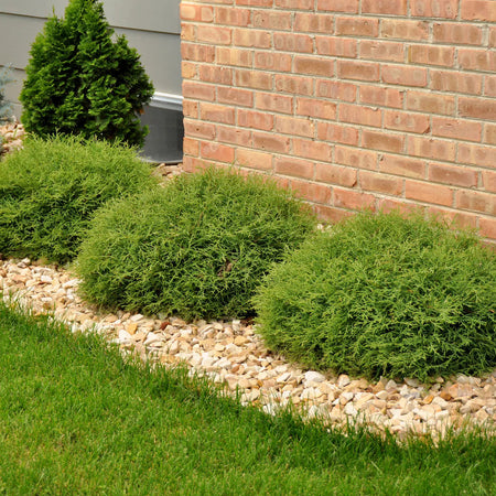 Green shrubs in a garden bed with pebbles and a brick wall in the background